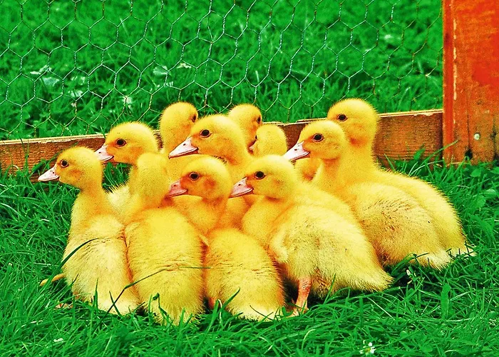 Apartamento Sternenhimmel Klausdorf (Fehmarn)